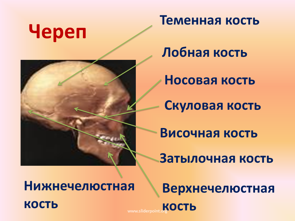 Левой теменной кости. Строение теменной кости черепа человека. Правая теменная кость строение. Левая теменная кость строение. Кости черепа теменная кость