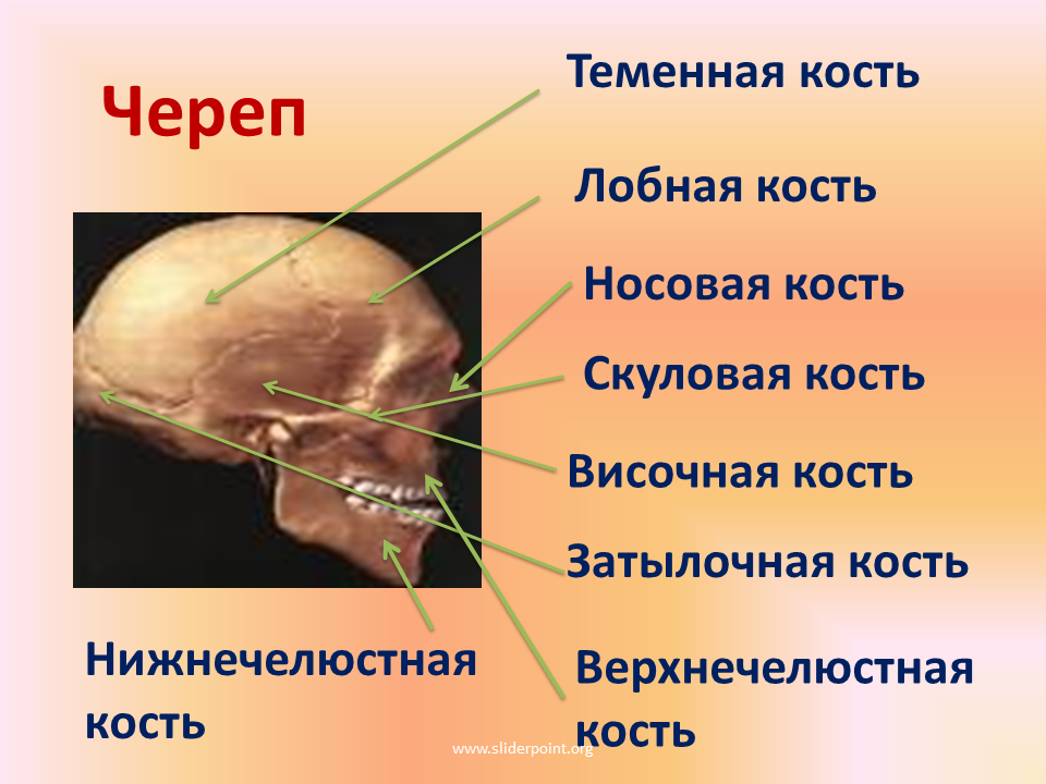 Теменная кость находится