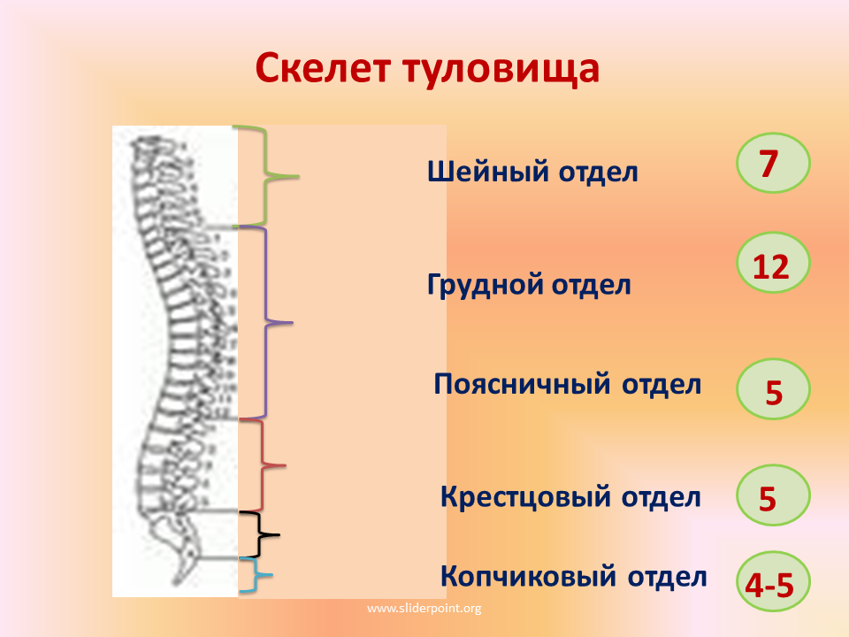 Строение скелета грудного отдела