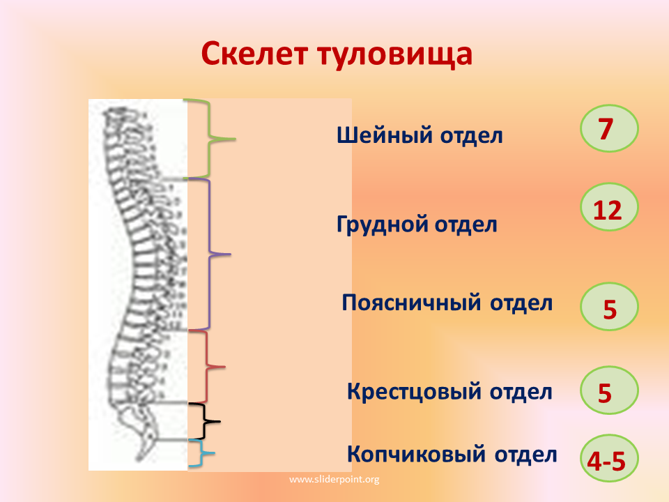 Строение скелета грудного отдела. Скелет туловища. Скелет туловища человека. Строение скелета туловища. Скелет туловища отделы позвоночника.