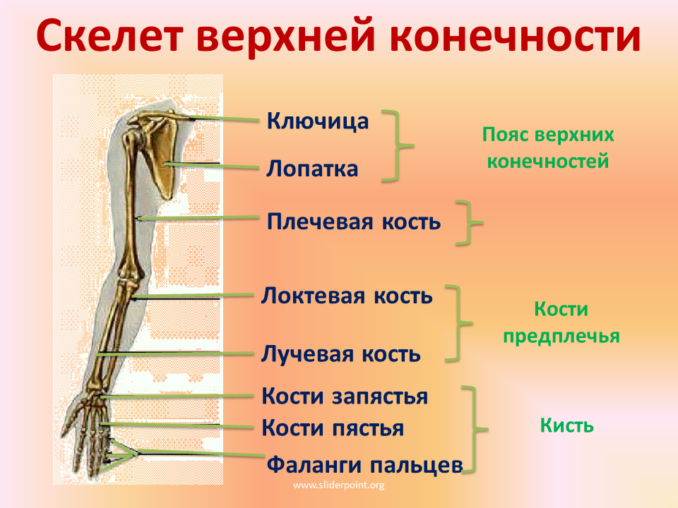 Основные части скелетов поясов и свободных конечностей. Строение пояса верхних конечностей человека. Отделы скелета верхней конечности. Строение скелета верхней конечности. Строение верхней конечности анатомия.