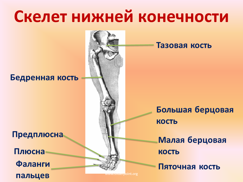 Скелет нижних конечностей человека кости. Строение скелета нижних конечностей человека анатомия. Конечности нижней конечности скелет состоит. Строение скелета нижней конечности (отделы и кости). Строение скелета нижней конечности анатомия.