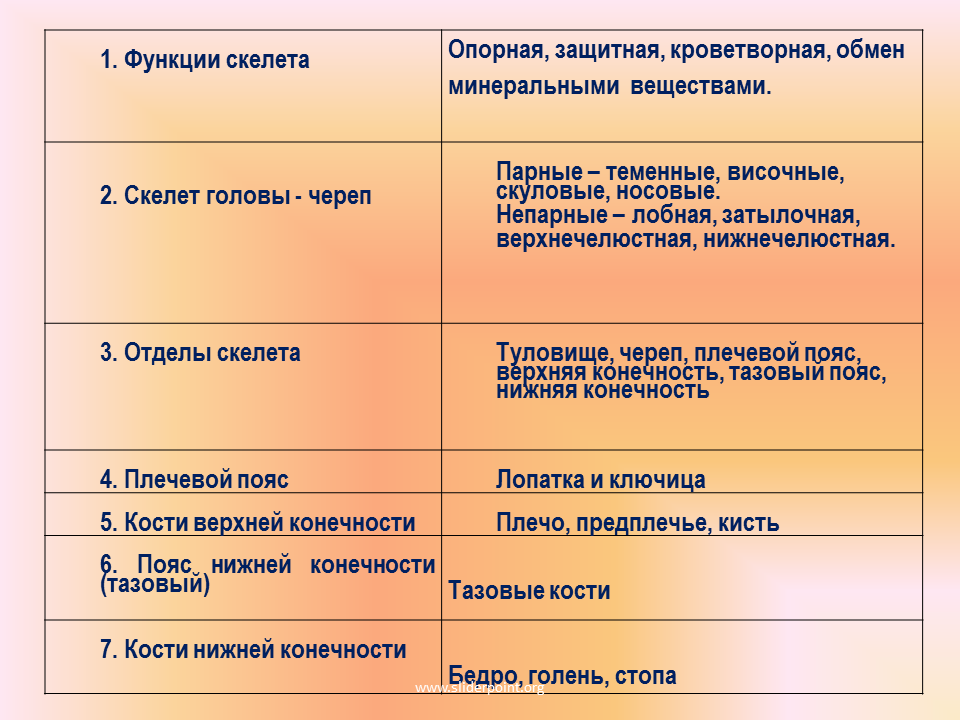 Таблица строение и функции скелета. Функции отделов скелета человека. Таблица отдел скелета строение функции. Строение и функции отделов скелета человека таблица. Строение скелета человека таблица 8 класс биология.