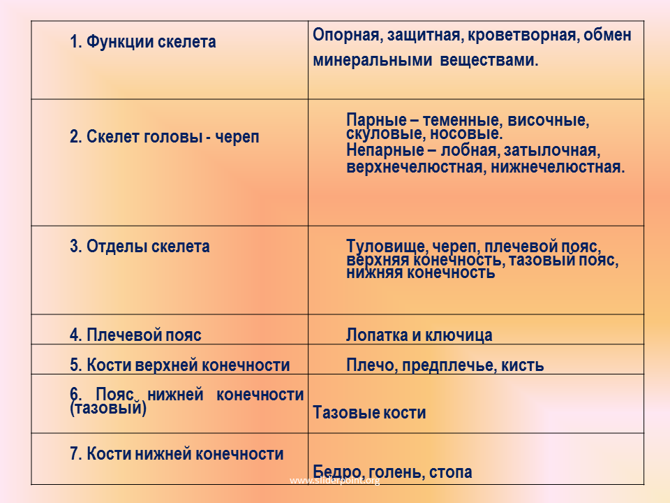 Отдел скелета череп особенности строения функции. Таблица строение скелета человека основные отделы функции. Отдел скелета кости функции таблица. Строение и функции отделов скелета человека таблица. Таблица строение скелета человека 8 класс.