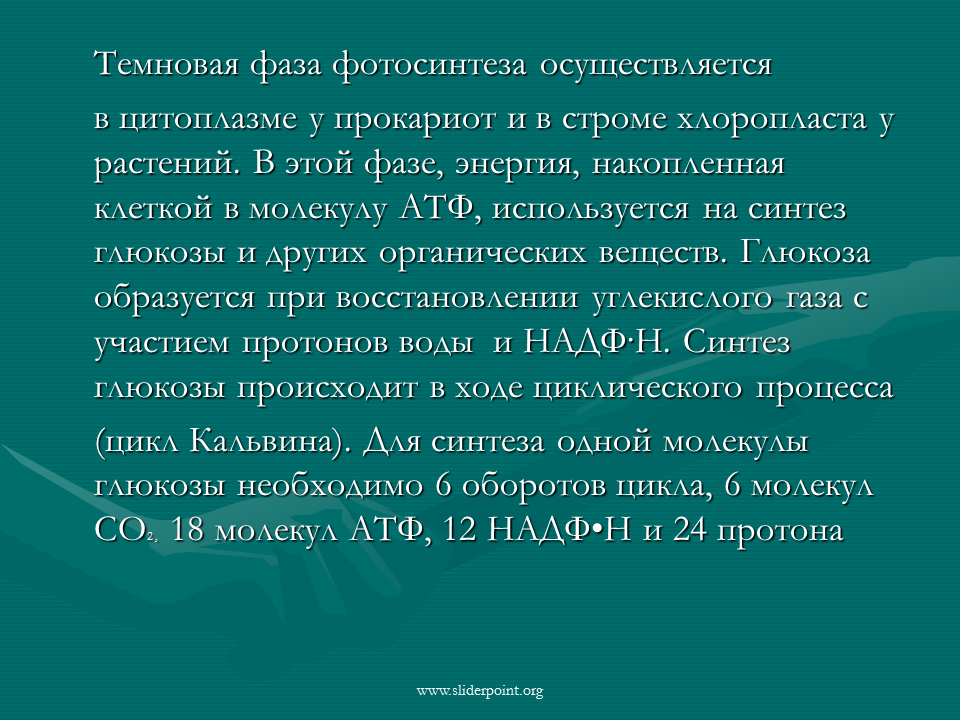 Снабжает темновую фазу энергией. Темновая фаза. Темновая фаза фотосинтеза. Темновая фаза презентация 10 класс. В темновую фазу фотосинтеза происходит Синтез АТФ И Глюкозы.