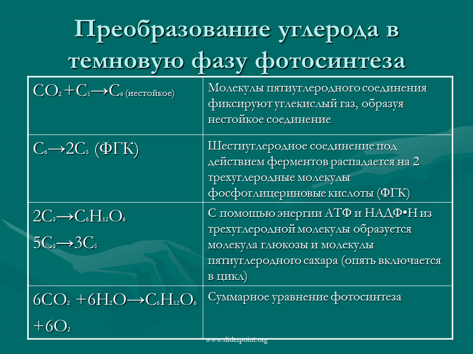 Последовательность этапов углерода. 2 Фаза фотосинтеза темновая. Световая фаза цикл Кальвина. Фотосинтез световая и темновая фазы 10 класс. Темновая фаза фотосинтеза схема.