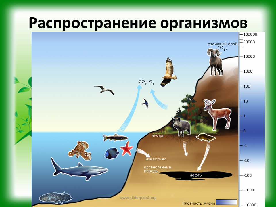 Распространение живых организмов в биосфере. Схема распространения организмов в биосфере. Распространение жизни в биосфере. Распределение живых организмов в биосфере. Особенности обитания живых организмов в океане