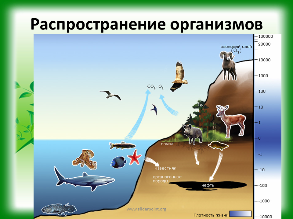 Распределение организмов в биосфере. Распространение живых организмов в биосфере. Схема распространения организмов в биосфере. Распространение жизни в биосфере. Распределение живых организмов в биосфере.