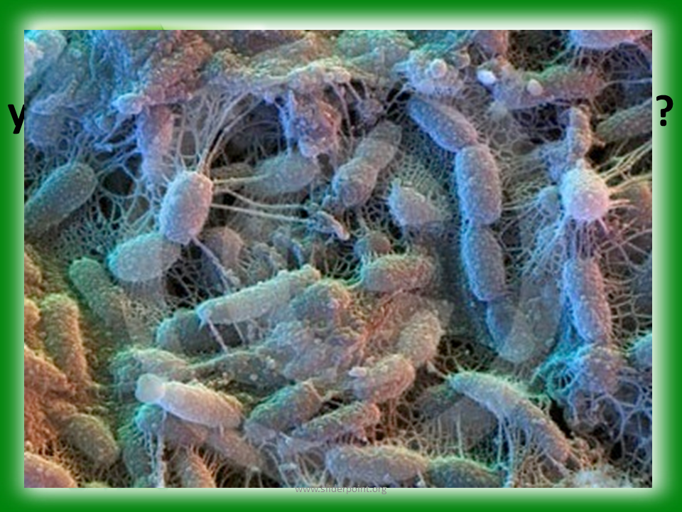 Роль бактерий в почве. Патогенные микроорганизмы, обитающие в почве. Эпифитная микробиота – микроорганизмы. Болезнетворные бактерии бациллы. Почвенные болезнетворные бактерии.
