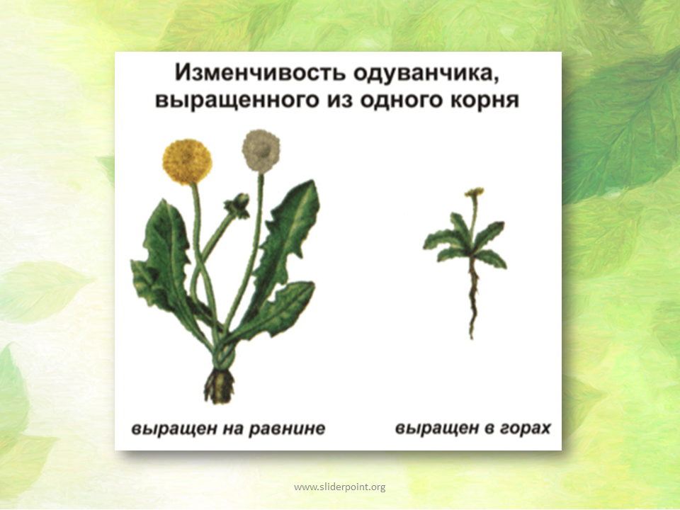 Черты сходства двух растений одного рода. Модификационная изменчивость это изменчивость. Модификационная изменчивость одуванчика. Изменчивость растений.