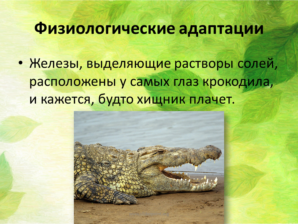 Физиологические адаптации крокодила. Физиологические адаптации презентация. Физиологические адаптации животных. Физиологические приспособления животных. Слой адаптации