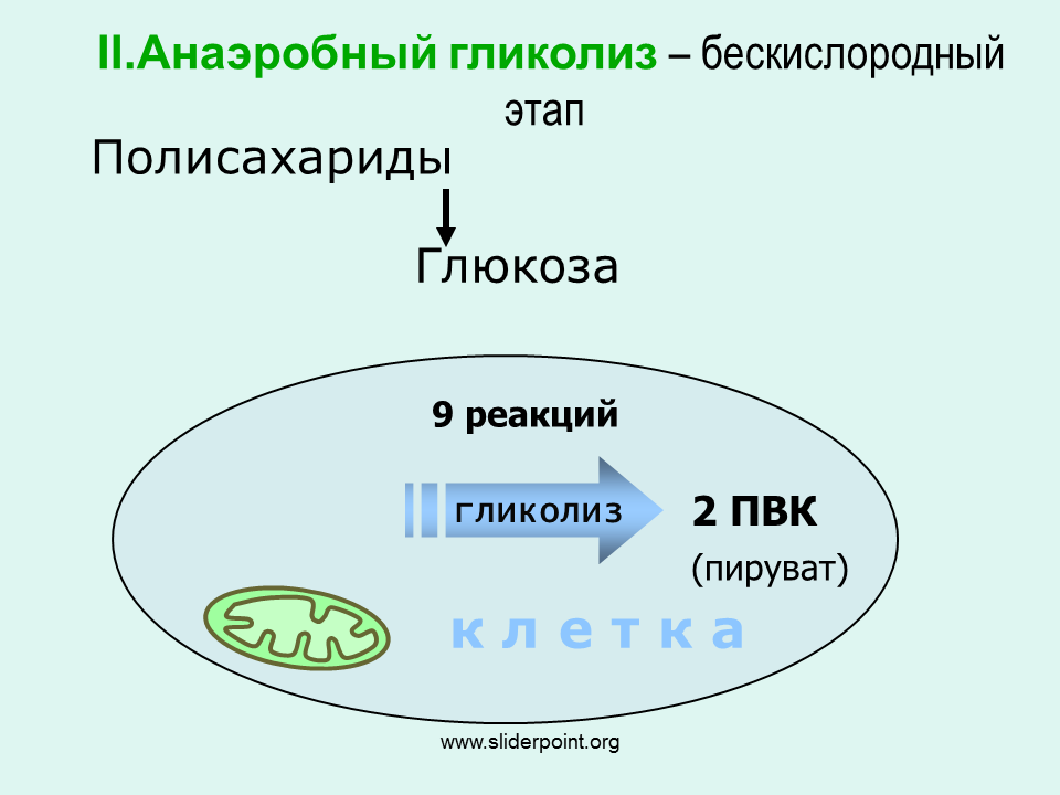 2 этап бескислородный энергетического обмена