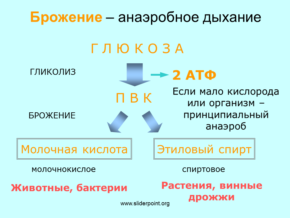 Последовательность этапов атф. Кислородный этап энергетического обмена схема. Этапы энергетического обмена гликолиз. 3 Этап энергетического обмена схема. Метаболизм этапы энергетического обмена.