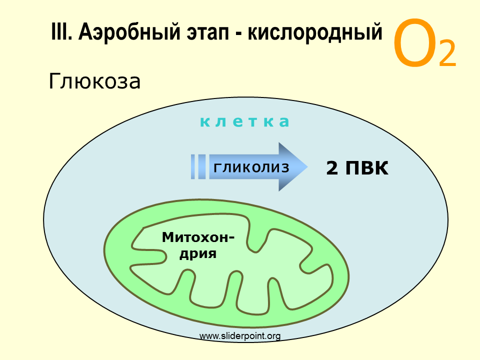 Кислородный этап гликолиза. Митохондрии этапы энергетического обмена. Митохондрия аэробный