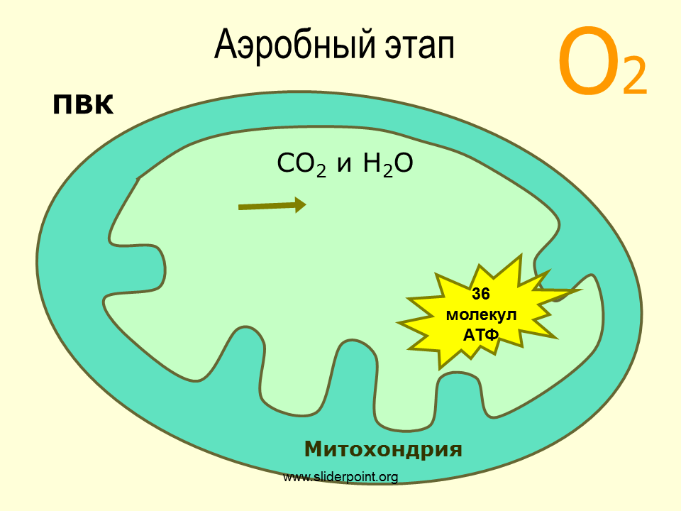 36 атф образуется. Кислородный этап в митохондриях схема. Схема кислородного этапа клеточного дыхания. Энергетический обмен в митохондриях схема. Образование энергии в митохондриях.