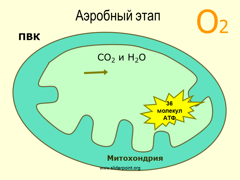 Процесс образования атф в митохондриях