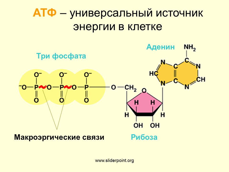 Атф название. Макроэргические связи в молекуле АТФ. АТФ хим структура. Строение молекулы АТФ.
