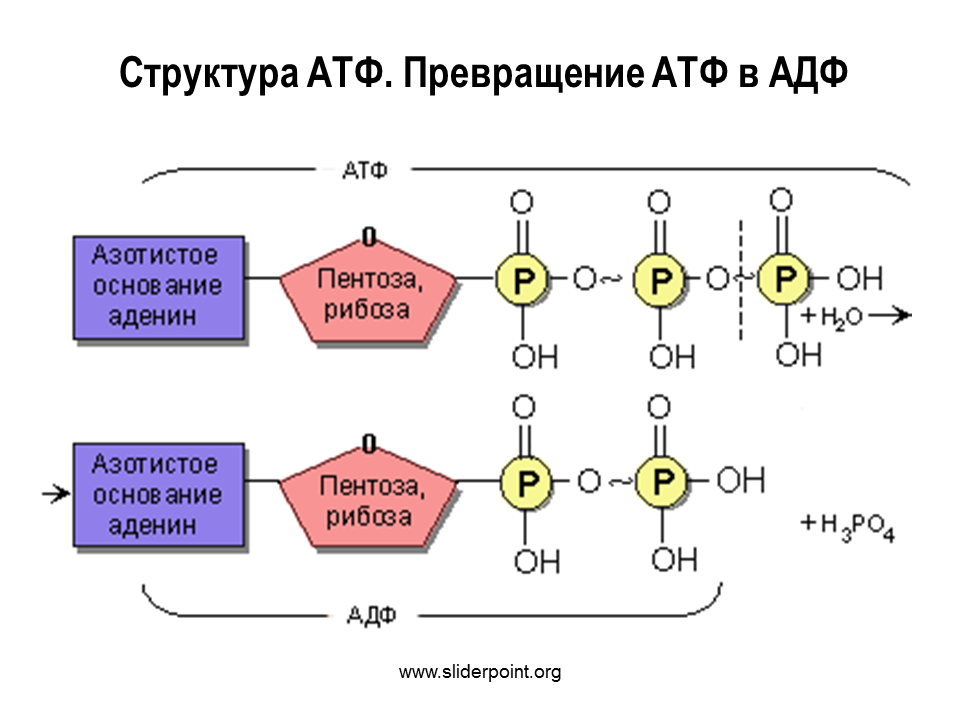 Аденин рибоза три остатка. Схема строения АТФ И превращения ее в АДФ. Химическая структура АТФ. Строение АТФ И АДФ. Строение молекулы АТФ.