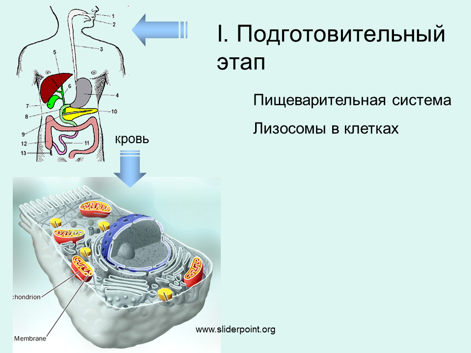 Лизосомы расщепление биополимеров