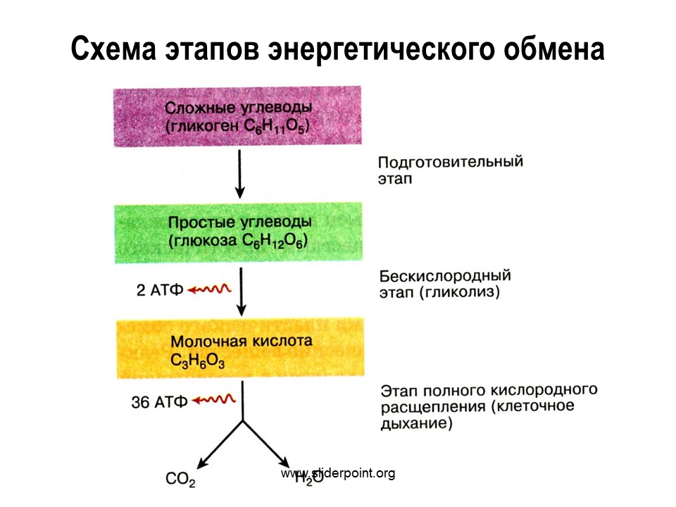 Этапы энергия обмена веществ схема. Охарактеризуйте этапы энергетического обмена..