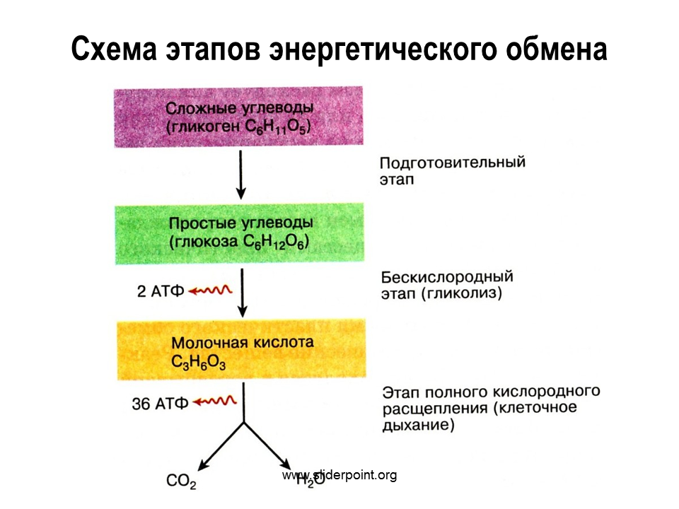 Использование энергии солнечного для синтеза атф. Этапы энергия обмена веществ схема. Охарактеризуйте этапы энергетического обмена..