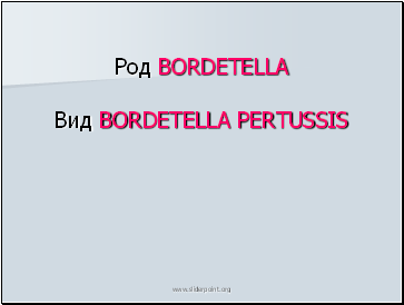  BORDETELLA  BORDETELLA PERTUSSIS