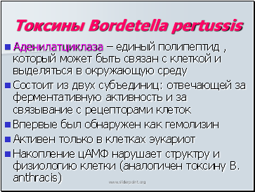  Bordetella pertussis