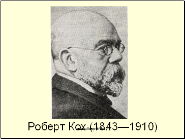 Роберт Кох (1843—1910)