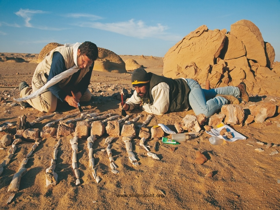 Долина китов Вади-Аль-хитан. Пустыня Гоби кладбище динозавров. Археолог. Археология для детей.