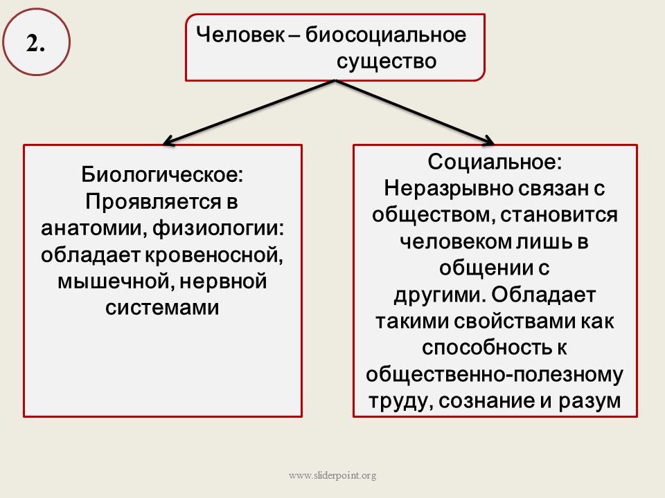 Человек это биологическое и социальное существо