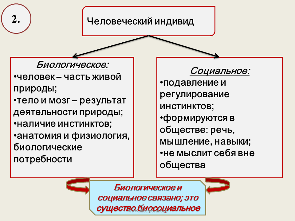 Биологическая природа человека. Качества человека социальной природы. Биологическая и социальная природа человека. Биологическое и социальное в человеке.