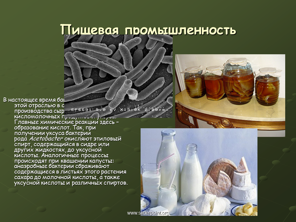 Дрожжи используются человеком для производства кисломолочных. Бактерии используемые в пищевой промышленности. Микроорганизмы, используемые в пищевой промышленности. Молочнокислые бактерии что производят. Молочнокислые бактерии в пищевой промышленности.