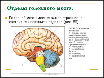 Отделы головного мозга.
