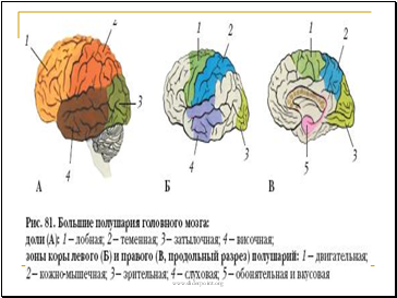 Головной мозг строение и функции