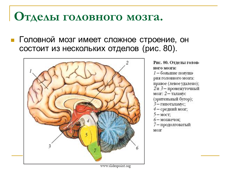 Рис 80 структуры головного мозга биология 8 класс. Строение и функции головного мозга 8 класс биология. Функции отделов головного мозга биология 8 класс. Рис 80 структуры головного мозга. Мозг биология огэ