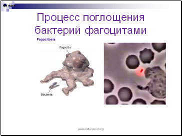 Процесс поглощения бактерий фагоцитами