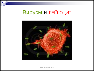 Вирусы и лейкоцит