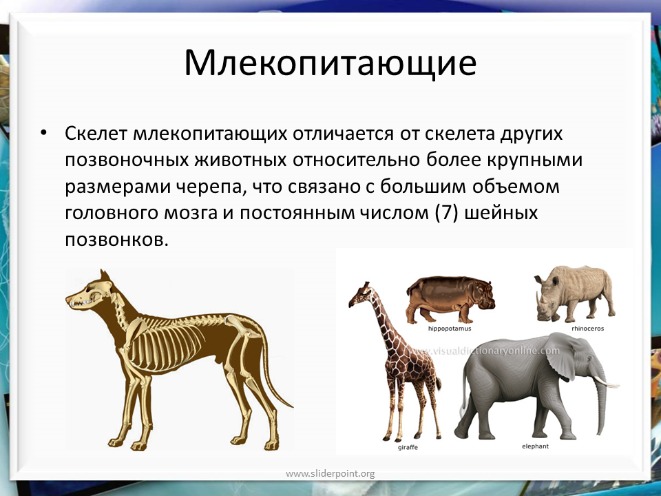 Конспект человек и млекопитающие. Млекопитающие презентация. Разнообразие млекопитающих. Сообщение о млекопитающих. Многообразие позвоночных животных.
