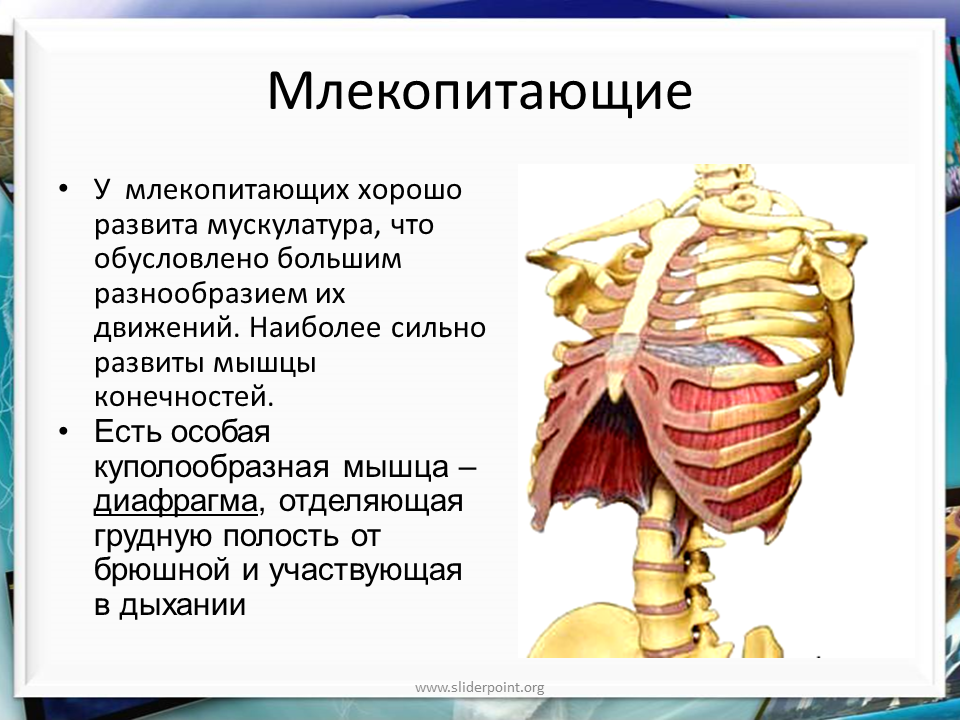 Орган отделяющий грудную полость от брюшной. Мышцы млекопитающих. Диафрагма млекопитающих. Диафрагма отделяет грудную полость от брюшной и участвует в. Диафрагма млекопитающих функции.