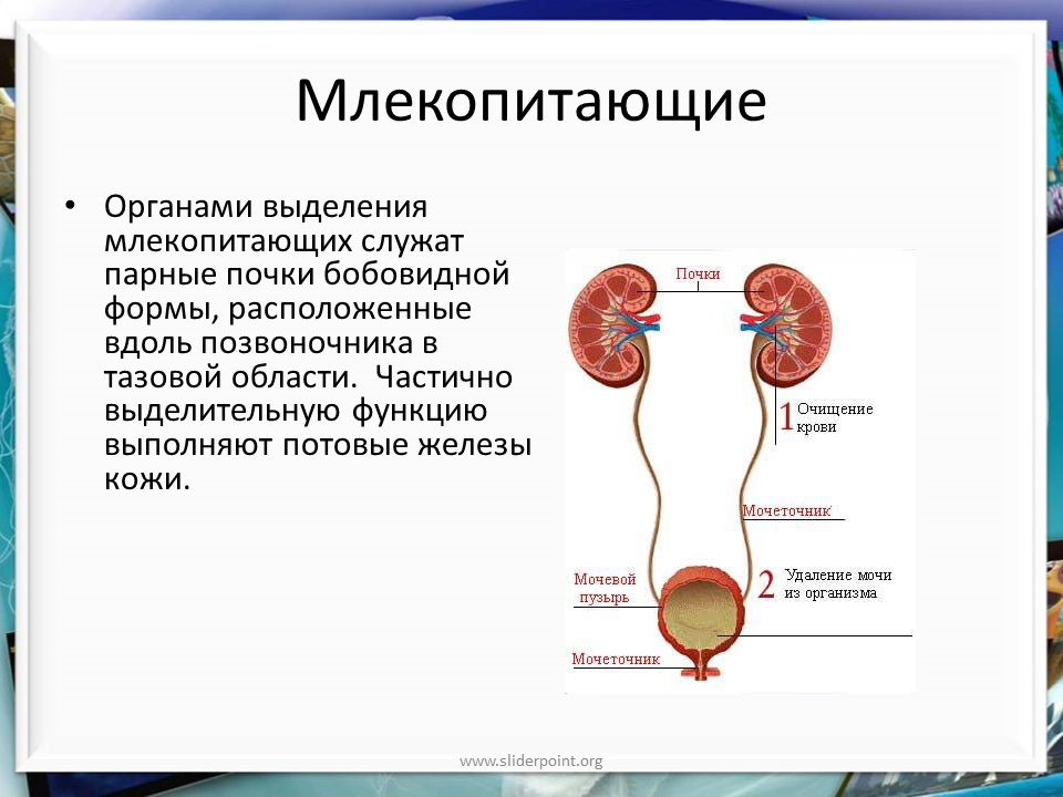 Выделительную функцию кожи выполняют железы. Система органов выделения млекопитающих. Выделительная система система млекопитающих. Строение и функции выделительной системы млекопитающих. Выделительная система млекопитающих схема.