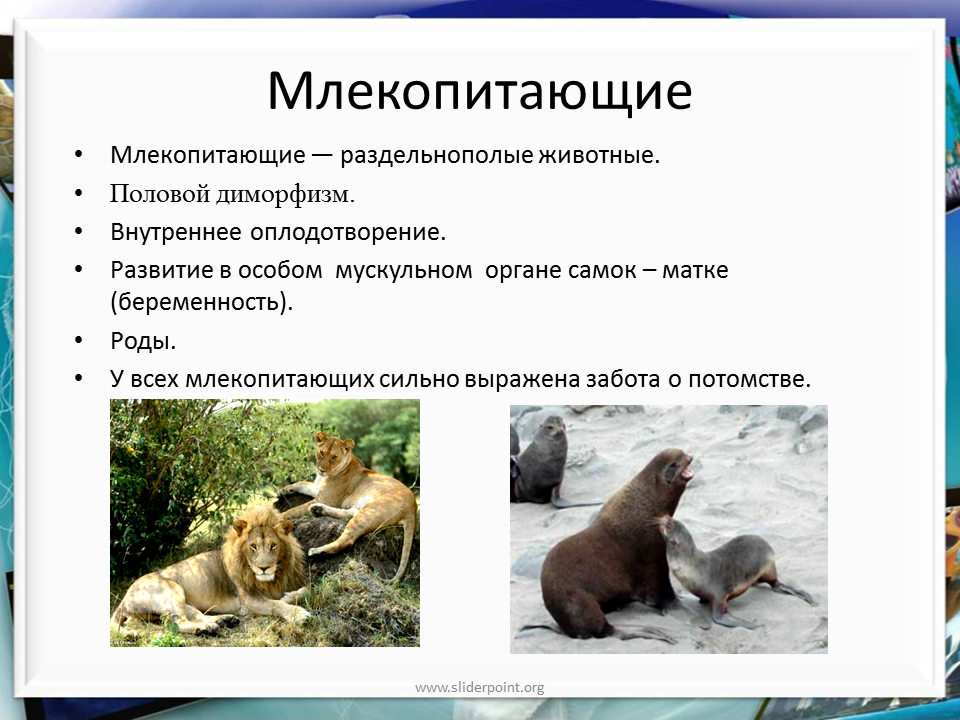 Особенности заботы о потомстве. Половой диморфизм млекопитающих. Млекопитающие раздельнополые. Забота о потомстве у млекопитающих. Класс млекопитающие.