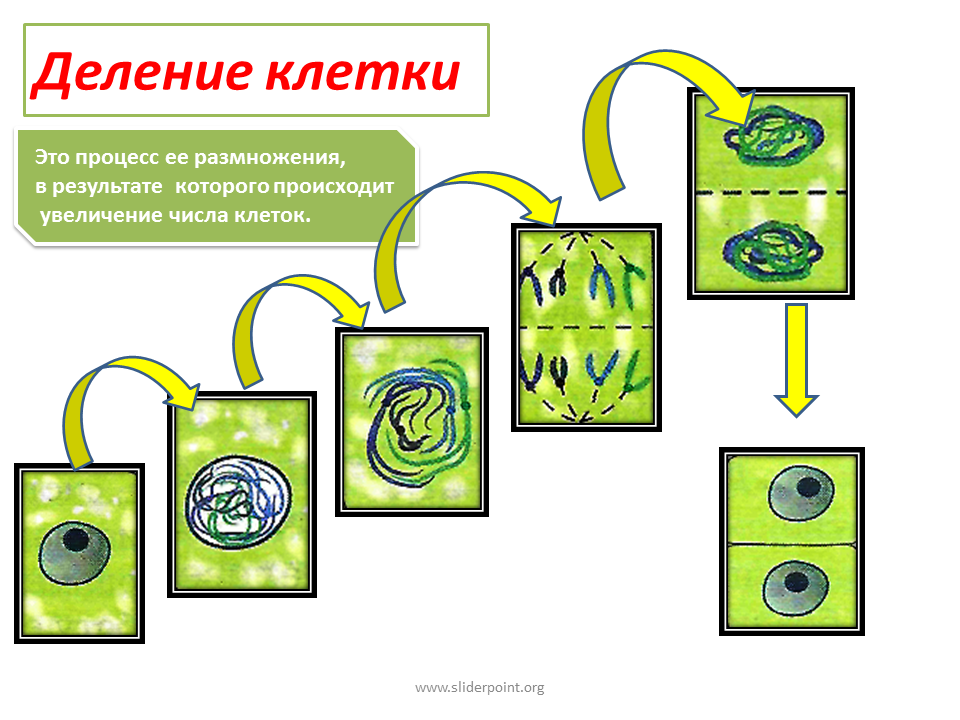 Этапы деления растительной клетки. Деление растительной клетки схема. Схема деления растительной клетки 5 класс биология. Деление растительной клетки 5 класс биология.