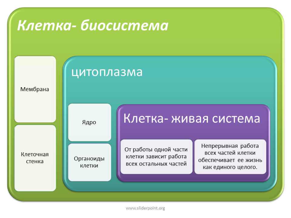 Функциональная часть живого организма