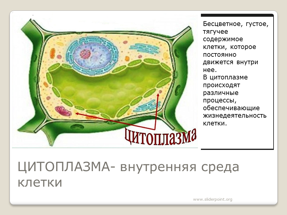 Цитоплазма у клеток растений 6 класс. Цитоплазма растительной клетки. Строение цитоплазмы растительной клетки. Клеточный сок содержимое вакуоли