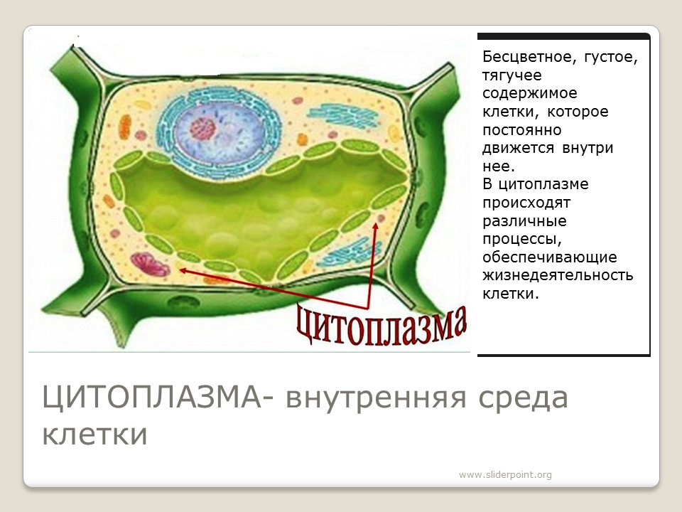 Клеточный сок содержимое вакуоли. Цитоплазма у клеток растений 6 класс. Цитоплазма растительной клетки. Строение цитоплазмы растительной клетки.