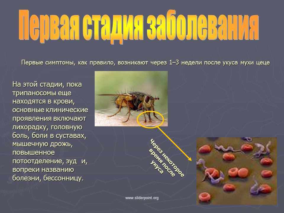 Через 1 стадии. Трипаносомоз Муха ЦЕЦЕ. Муха ЦЕЦЕ инфекционные заболевания. Трипаносомы цикл Муха ЦЕЦЕ.