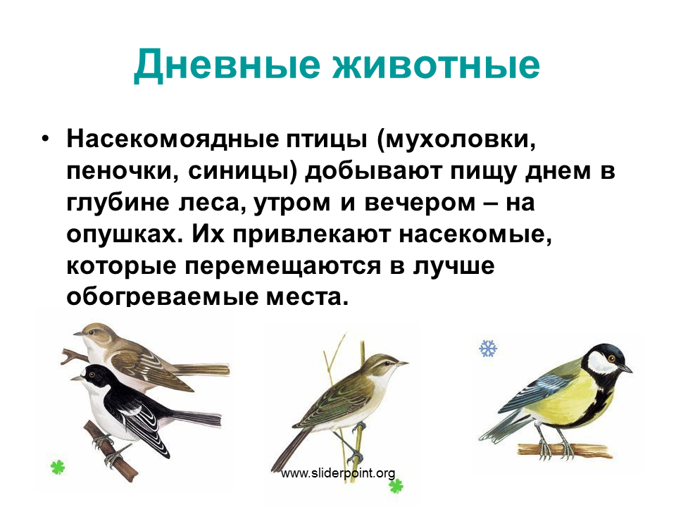 Приспособления к образу жизни птиц. Насекомоядные птицы. Насекомоядные птицы представители. Насекомоядные птицы приспособления. Какие птицы питаются насекомыми.