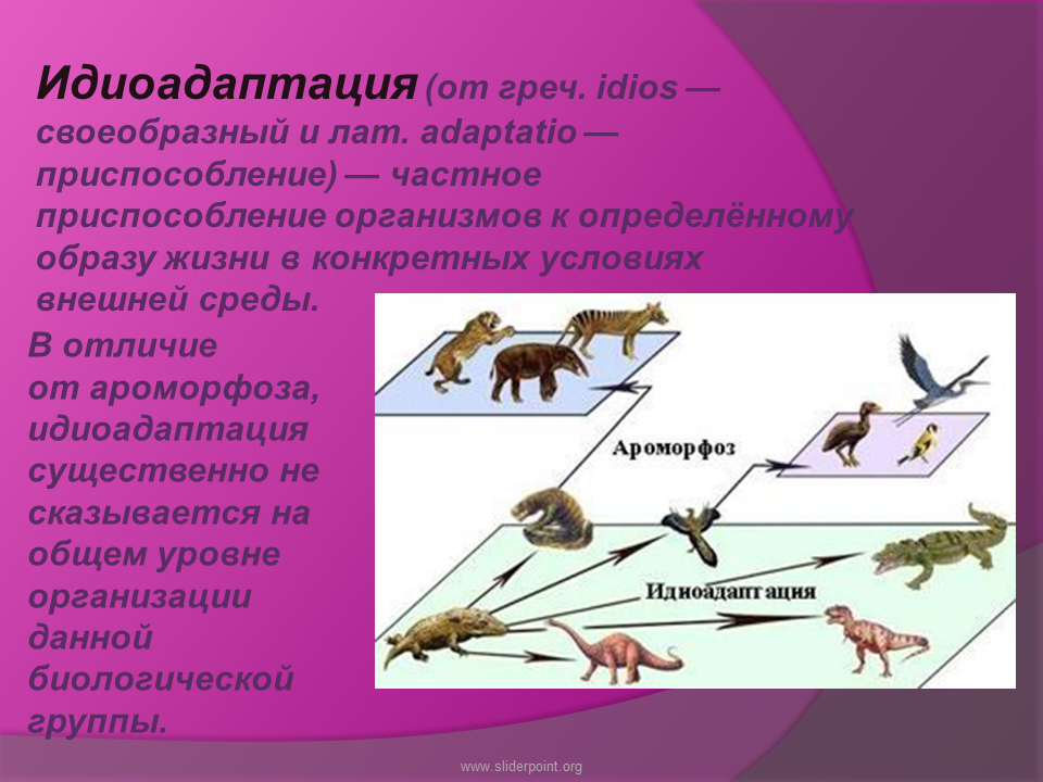 Появление рогов у копытных ароморфоз. Идиоадаптация. Идиоадаптация это в биологии. Идиоадаптация это кратко. Идиоадаптация презентация.