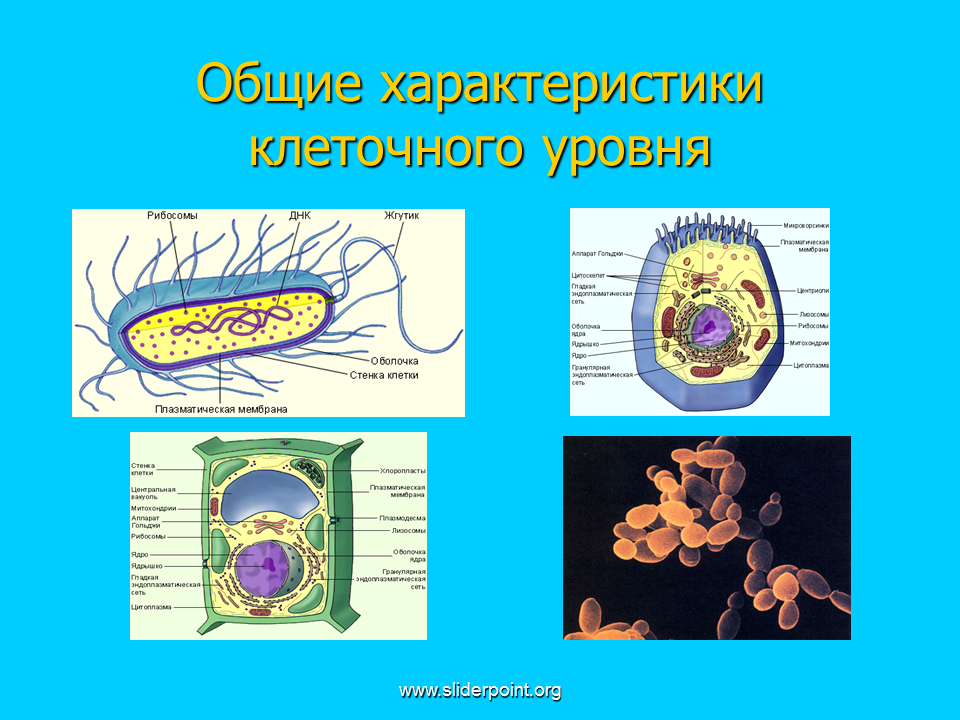 Общая организация клетки. Клеточный уровень. Процессы на уровне клетки. Уровни организации структур клетки. Структурные элементы клеточного уровня.