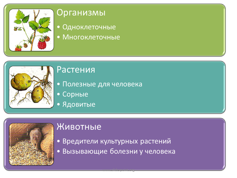 То есть наука о растениях составить предложение. Полезные растения для человека. Животные и растения полезные для человека. Полезные организмы для человека. Полезные животные для человека.